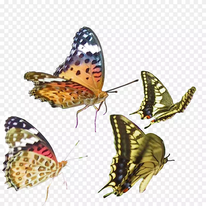 卡通手绘飞翔的蝴蝶