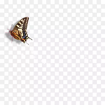 飞翔的蝴蝶