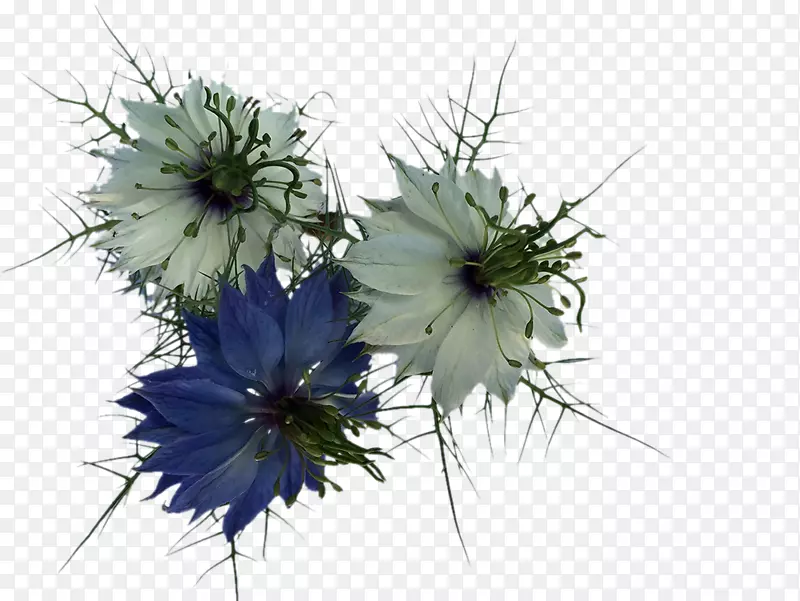 盛开的蓝色白色花瓣