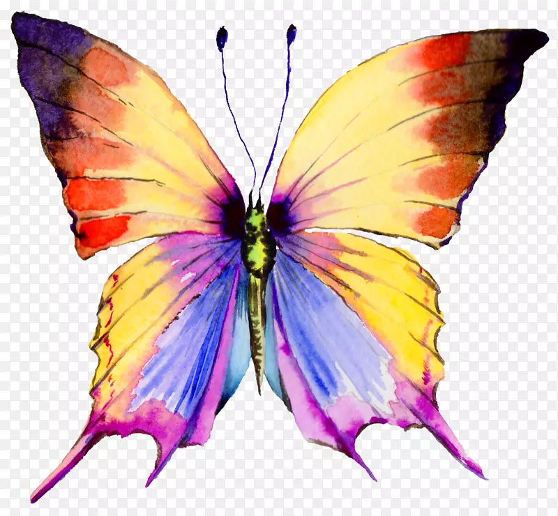 卡通手绘彩色的蝴蝶