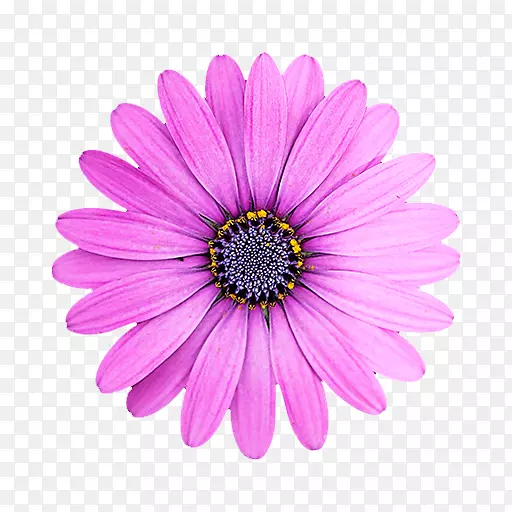 紫色花朵野菊花