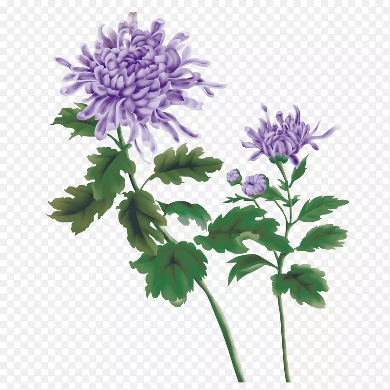 重阳节紫色菊花花朵装饰免下载