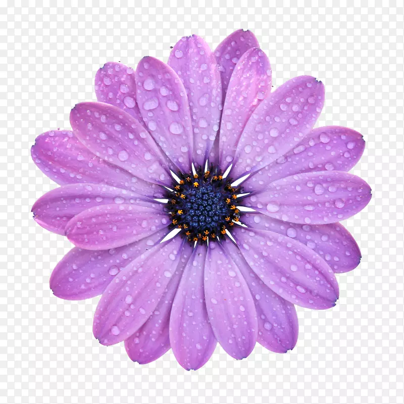 带水珠的菊花花瓣