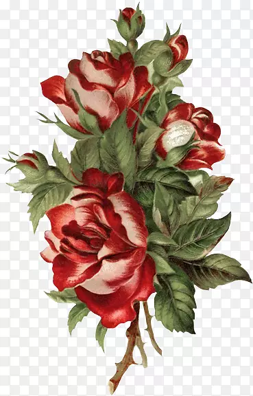 手绘彩铅红色玫瑰