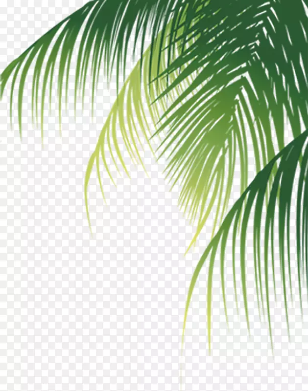 椰子树素材