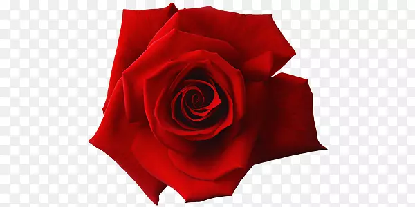红色玫瑰花美容矢量素材