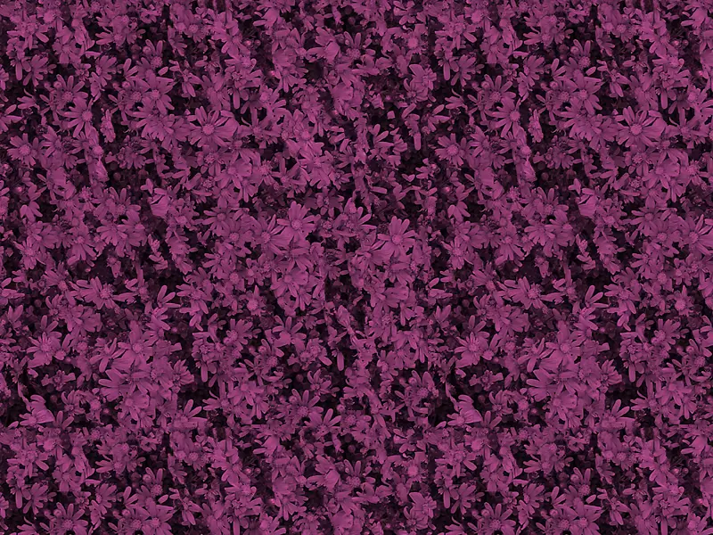 紫色小小雏菊