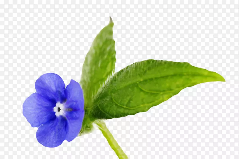 蓝色草本植物带叶子的琉璃苣实物