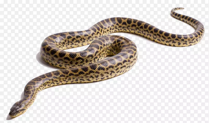 动物图案蟒蛇蛇类