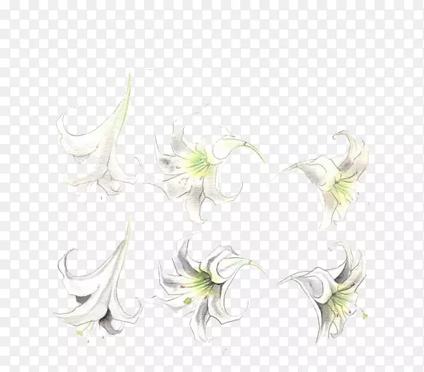 白色百合花组图素材