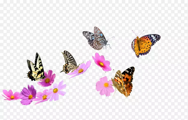 蝴蝶和漂着花