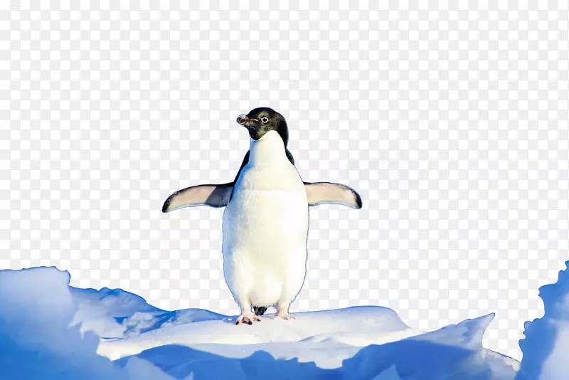 冰山上的呆萌企鹅