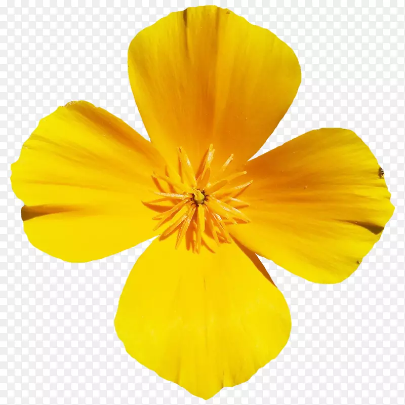  png qvmvkawy 