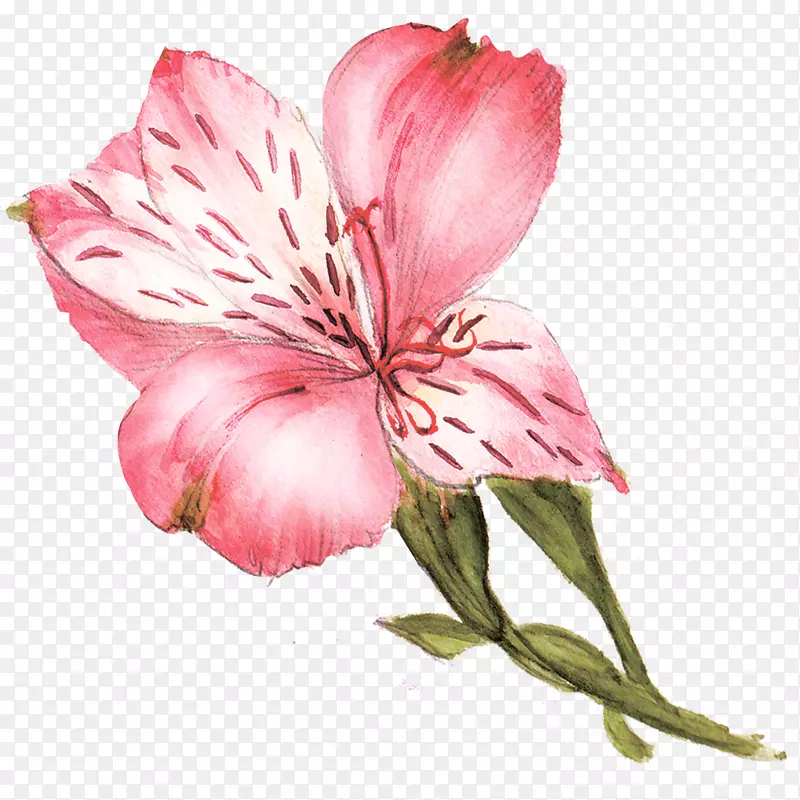 水彩浪漫超唯美手绘粉色花朵