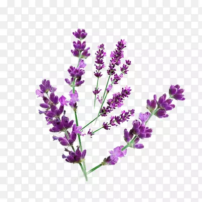 薰衣草花免扣素材PNG图片素材下载_图片编号qvmvorny-免抠素材网
