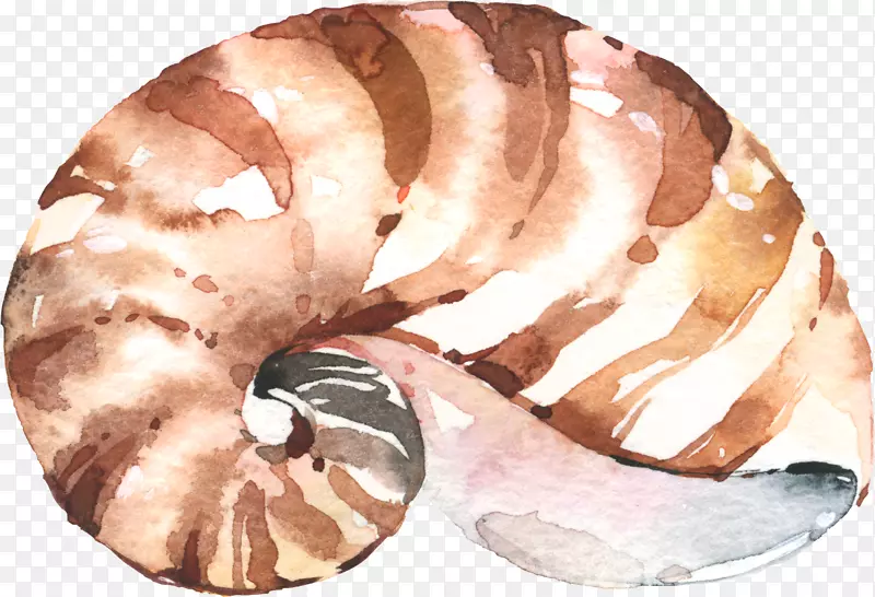 手绘水彩条纹海螺