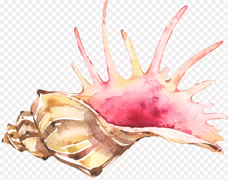 手绘水彩美丽海螺