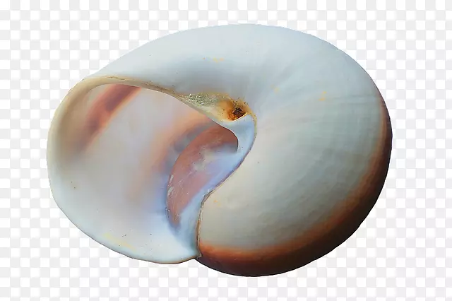 漂亮白色的贝壳