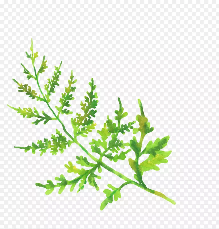 手绘绿色植物叶子