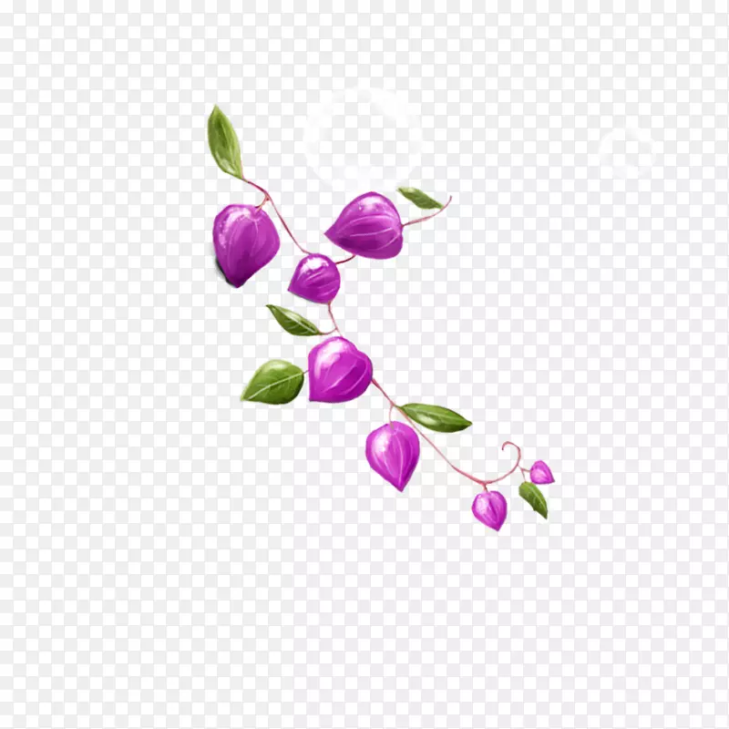 紫色花骨朵