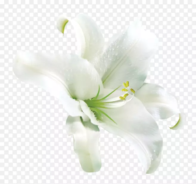 漂亮白色百合花素材图片