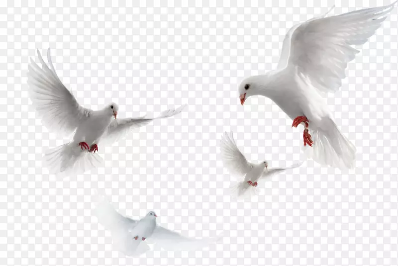 白鸽两会素材和平象征