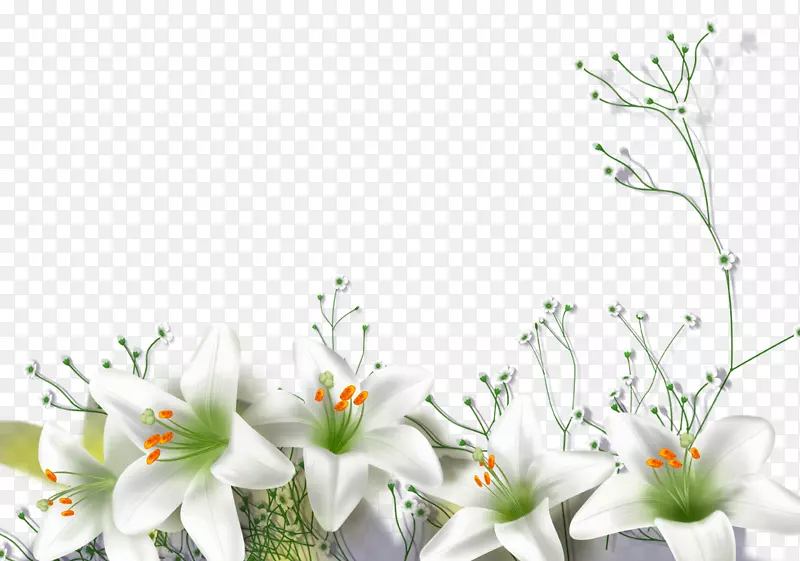 百合花高清图片