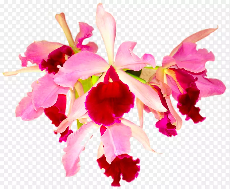 绽放的百合花
