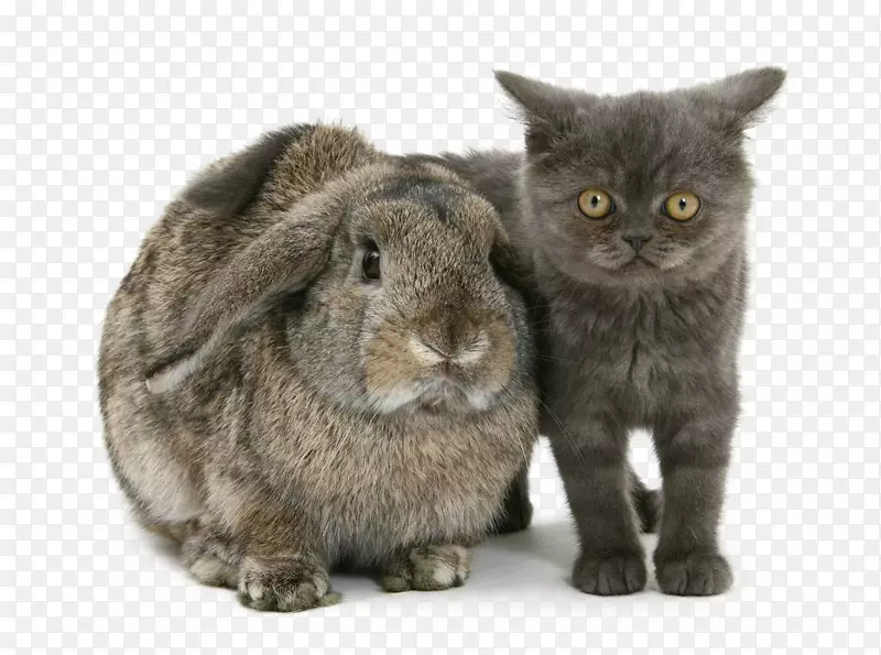 兔子和猫灰兔灰猫