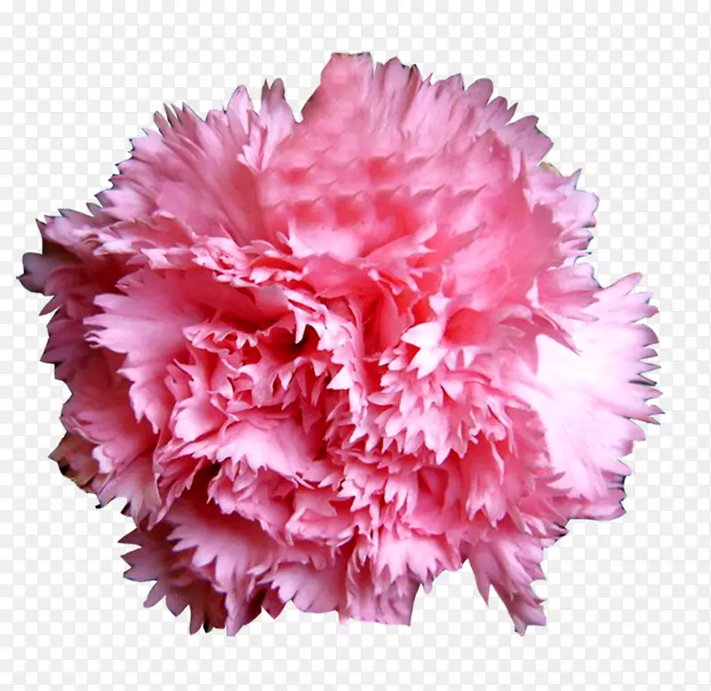 鲜花粉色康乃馨花球