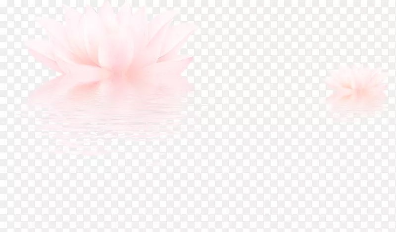 水中粉红色莲花水中花效果