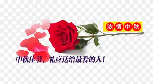 中秋节玫瑰花