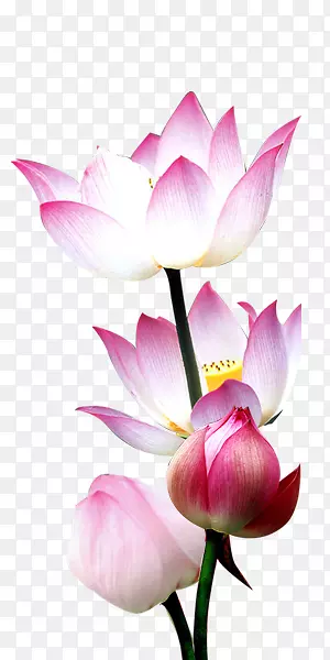 水中莲花装饰素材