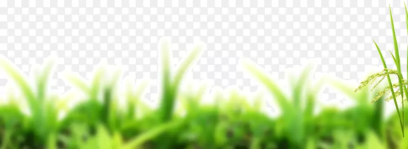 虚化绿色小草草丛