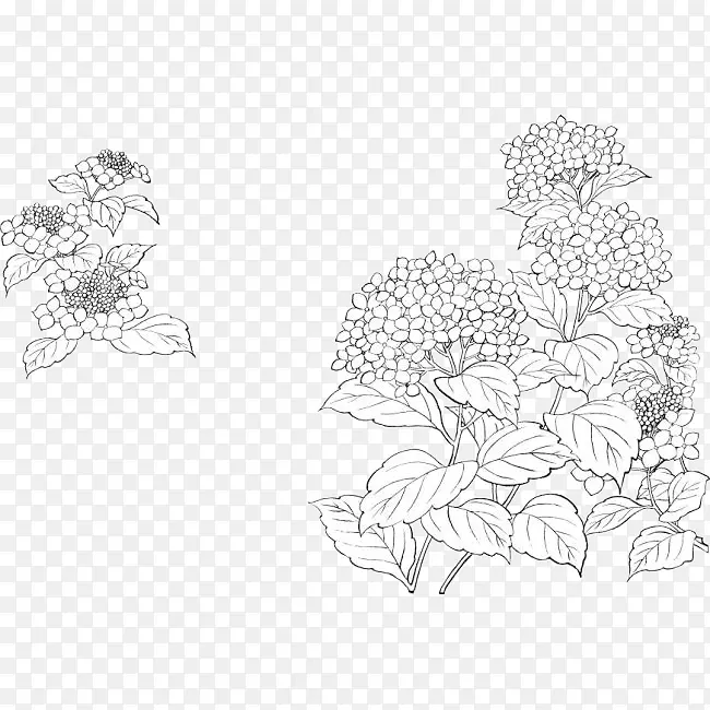 手绘素描丁香花簇插图PNG