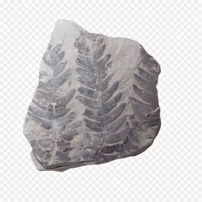 灰色石头上的植物化石实物