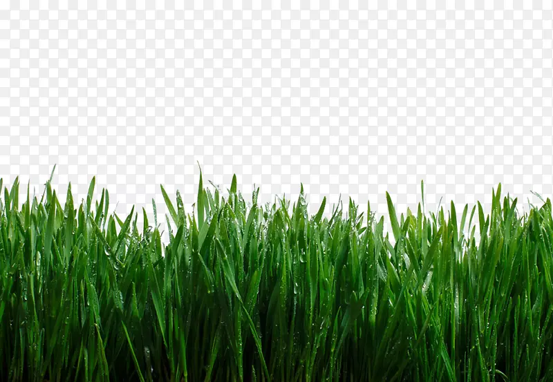 绿色长草丛沾水实拍图片