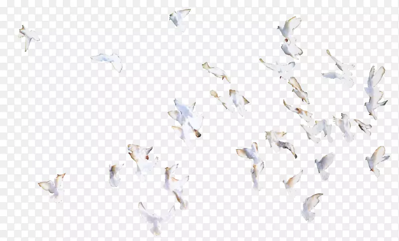 鸟