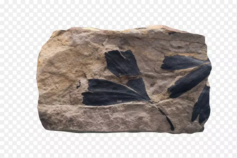 大石头植物叶子化石实物