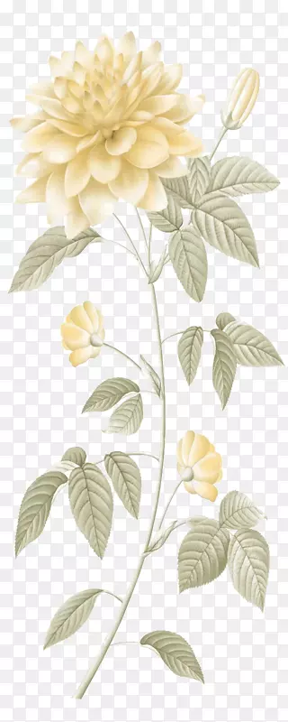 一朵黄玫瑰花