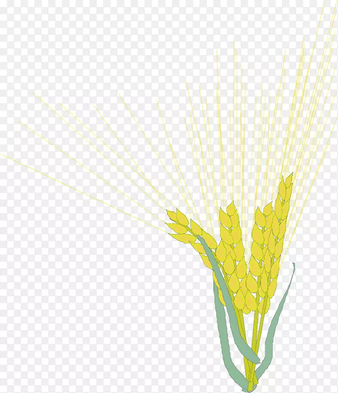 金色麦子手绘矢量图