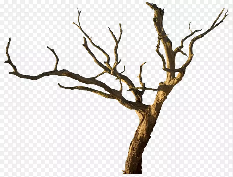 枯萎的树干和树枝