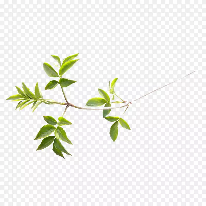 一枝小清新的树枝PNG图片素材下载_图片编号ylvnvmwy-免抠素材网