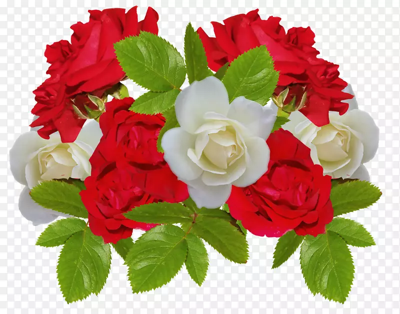 红白相间玫瑰花