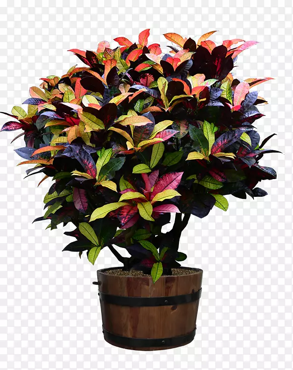 花盆