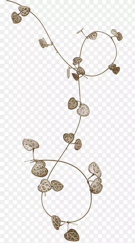 金钱草简图