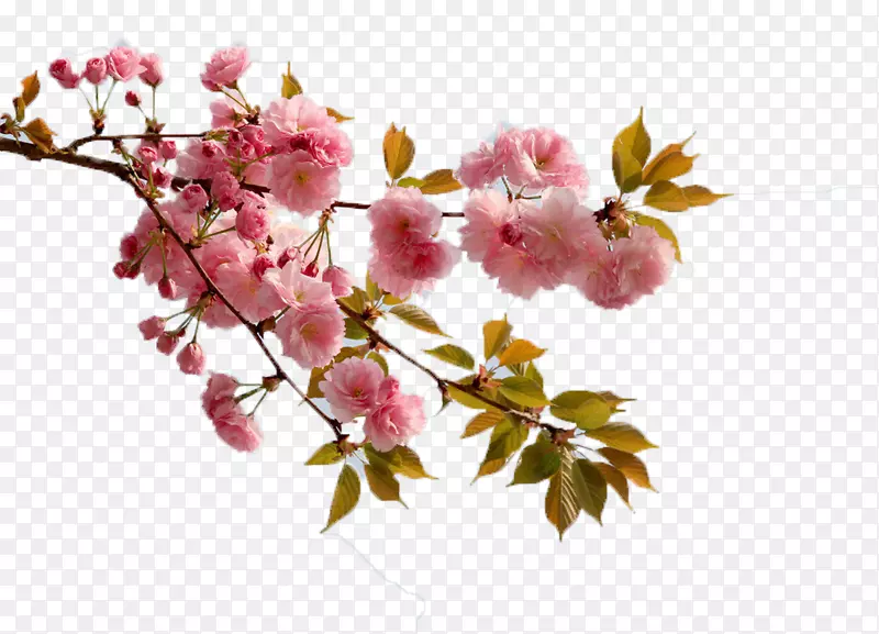 一枝带叶的粉红桃花