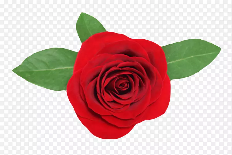 红色鲜艳的带叶的玫瑰的一朵大花