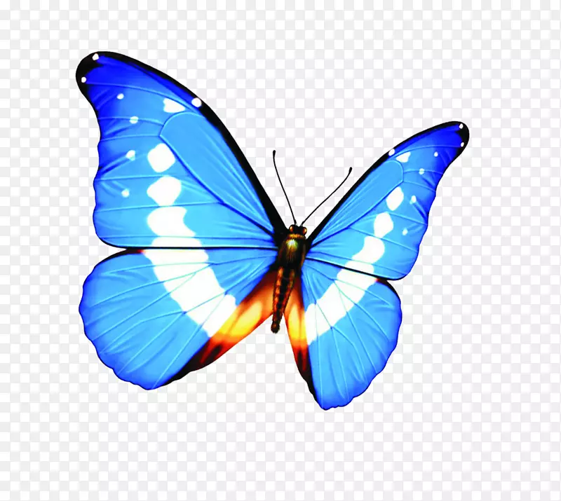 蓝色靓丽蝴蝶翅膀素材图