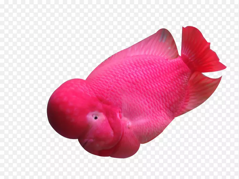 粉红色罗汉鱼